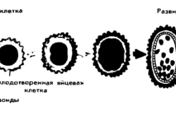 Кракен сайт 18